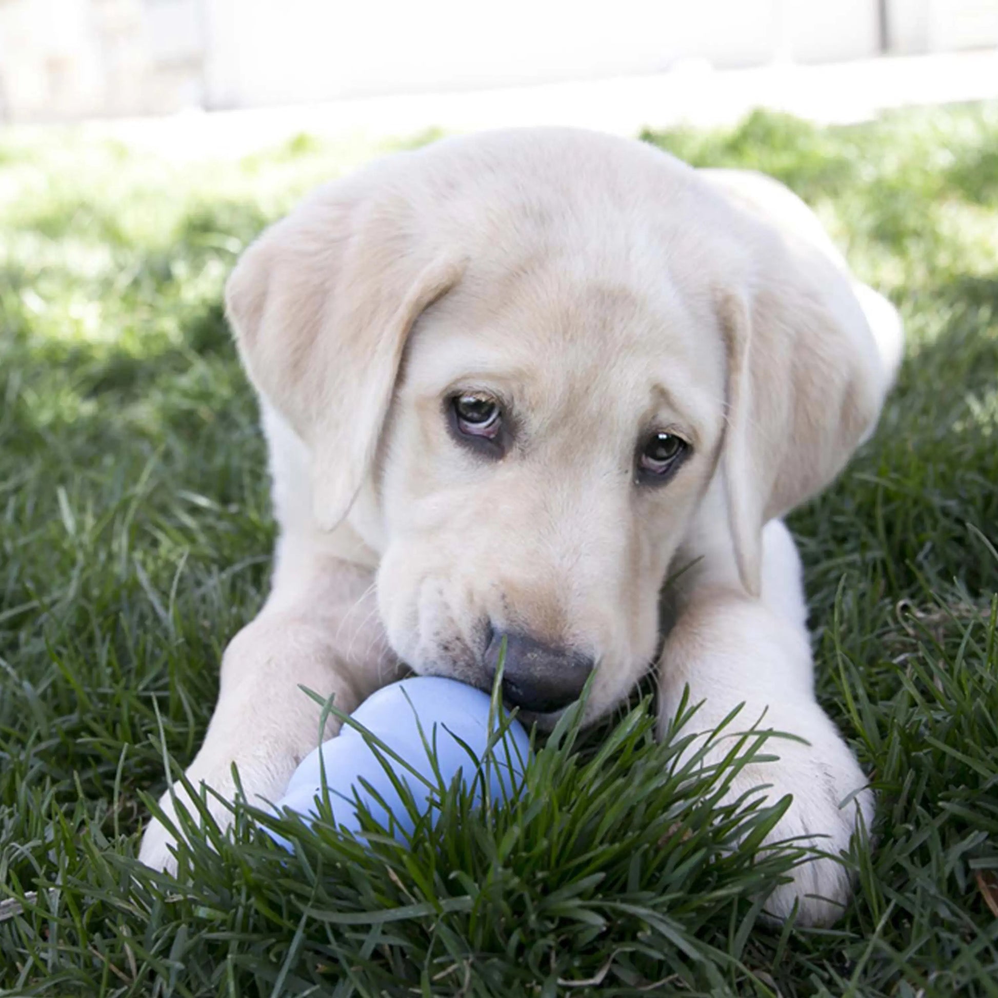 KONG Puppy Teething Rubber Toy - Engaging Chew, Chase, and Fetch Activity - Blue Stuffable Dog Supply