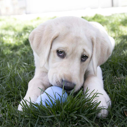 KONG Puppy Teething Rubber Toy - Engaging Chew, Chase, and Fetch Activity - Blue Stuffable Dog Supply
